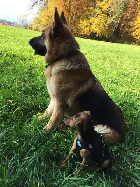 Schäferhund und kleiner Hund auf einer Herbstwiese
