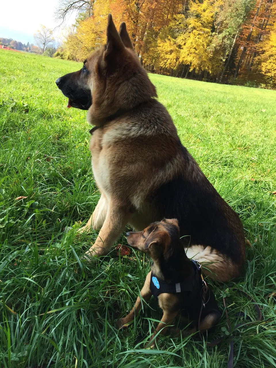 Schäferhund und kleiner Hund auf einer Herbstwiese