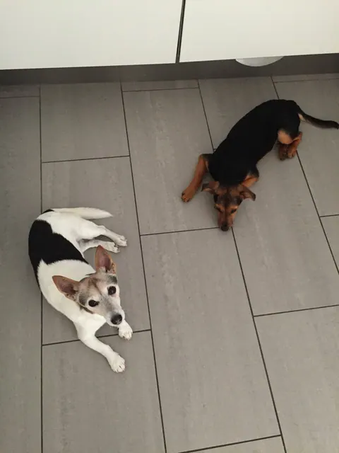 Zwei Hunde liegen auf dem Fliesenboden