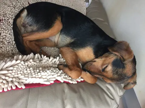Hund schläft auf einem Kissen
