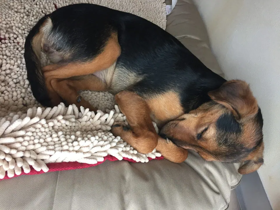 Hund schläft auf einem Kissen