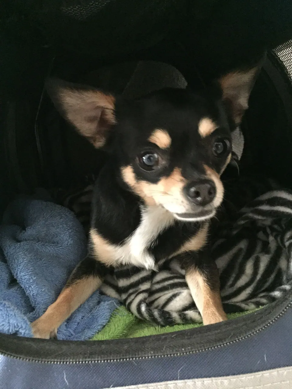 Chihuahua eingekuschelt in einer Decke