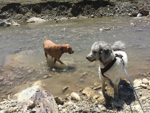 Zwei Hunde im Bach