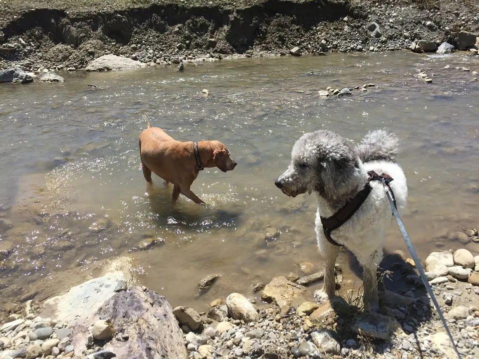 Zwei Hunde im Bach