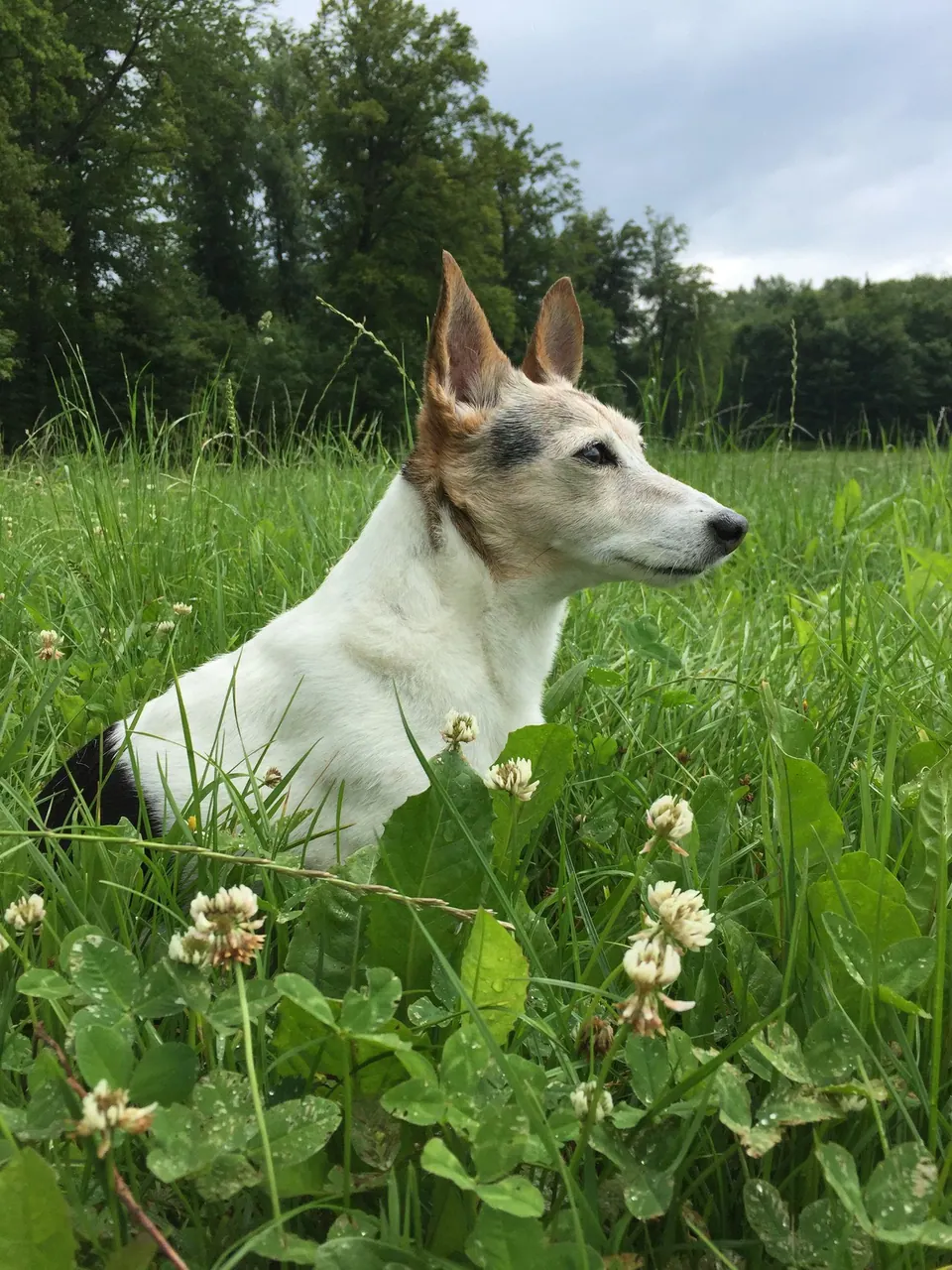 Weisser Hund im hohen Gras