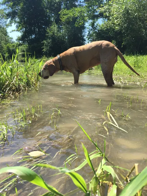Hund steht im Wasser