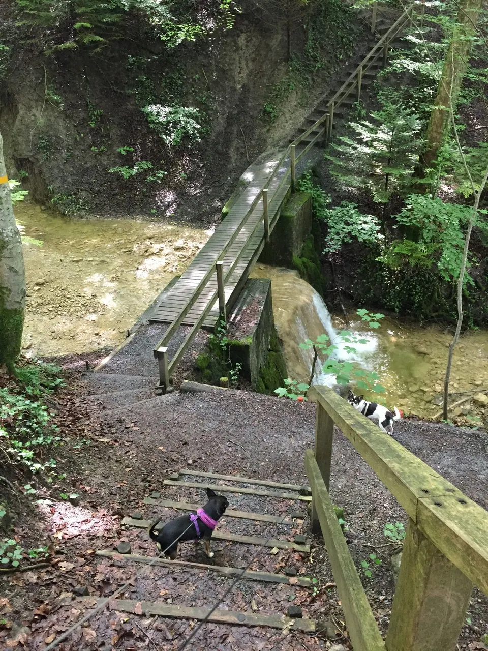 Kleiner Hund auf einer Holztreppe im Wald