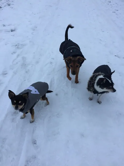 Drei kleine Hunde mit Mänteln im Schnee