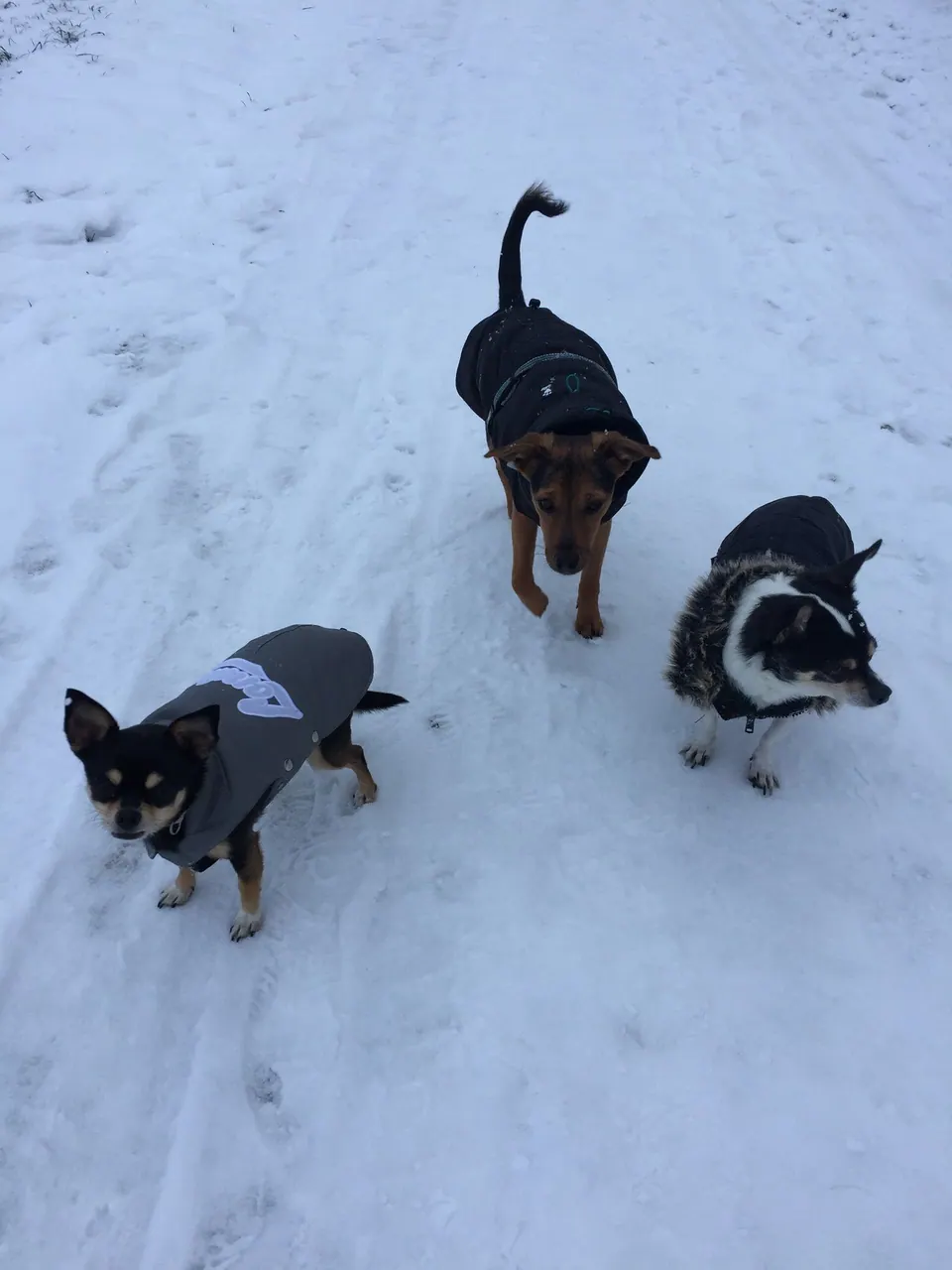 Drei kleine Hunde mit Mänteln im Schnee