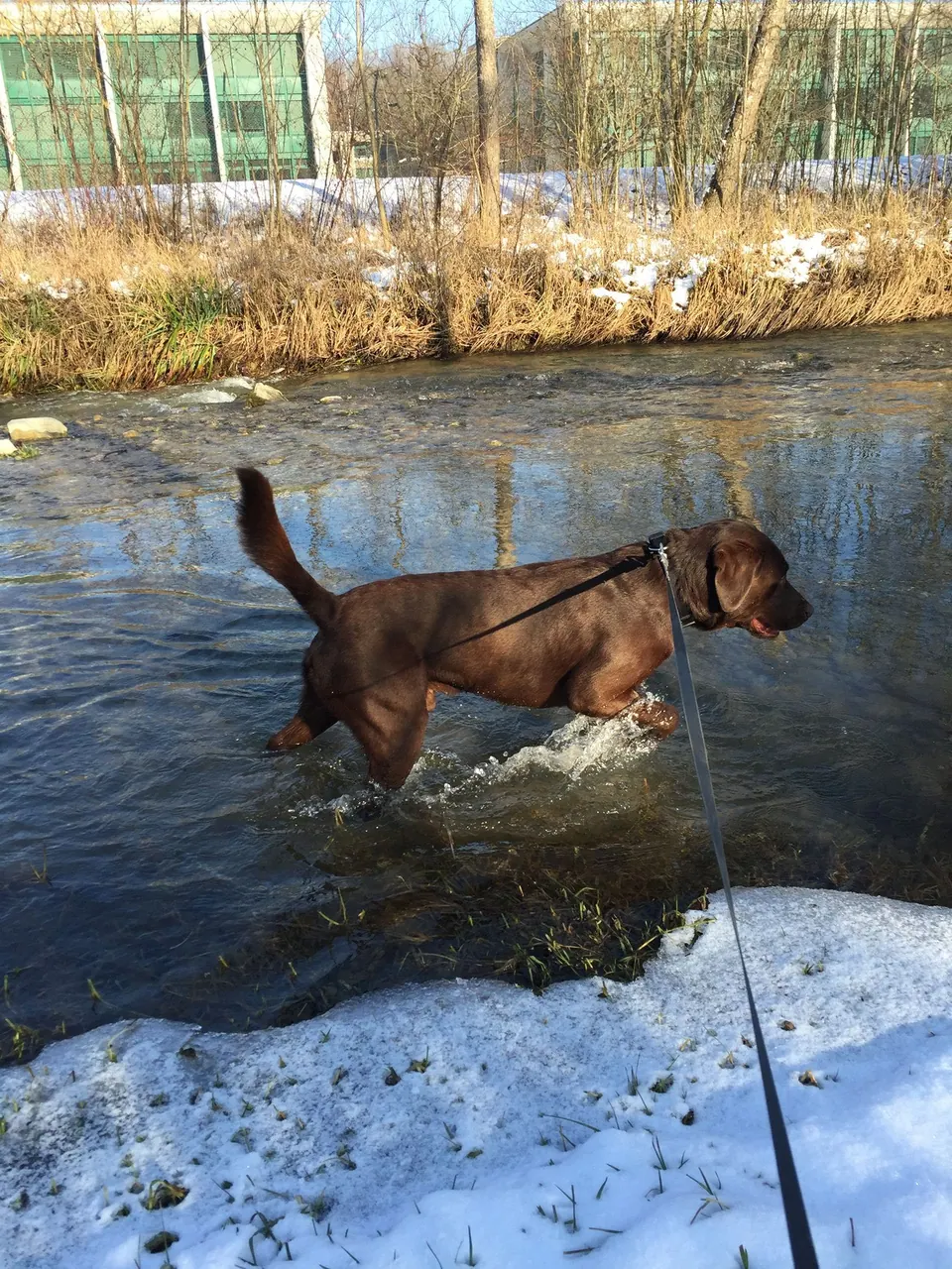 Hund im Bach zwischen Schnee
