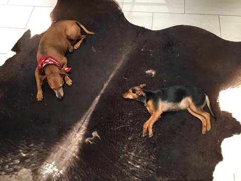 Zwei kleine Hunde auf einem Kuhfell