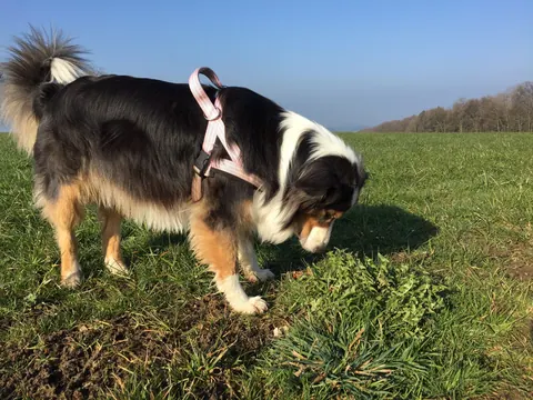 Hunde auf einer weiten Wiese