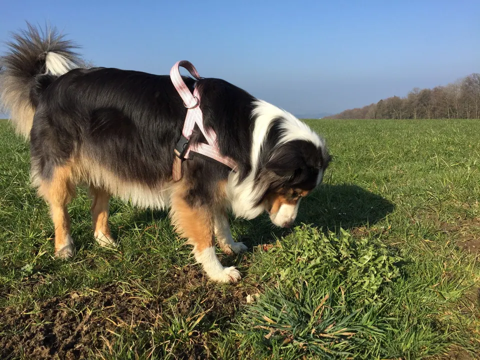 Hunde auf einer weiten Wiese