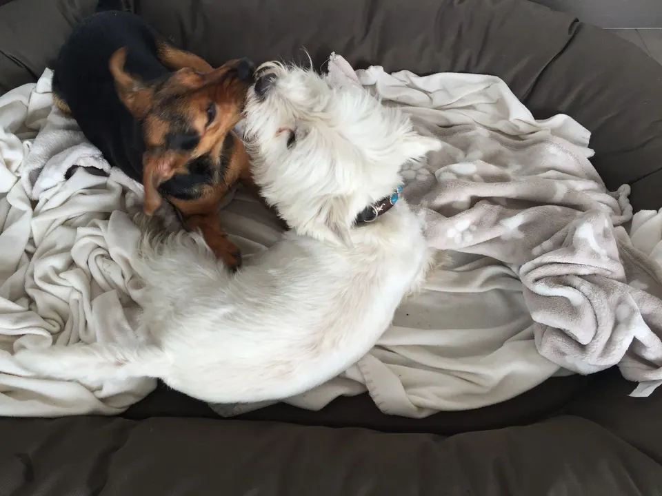 Zwei Hunde kuscheln auf einer Decke