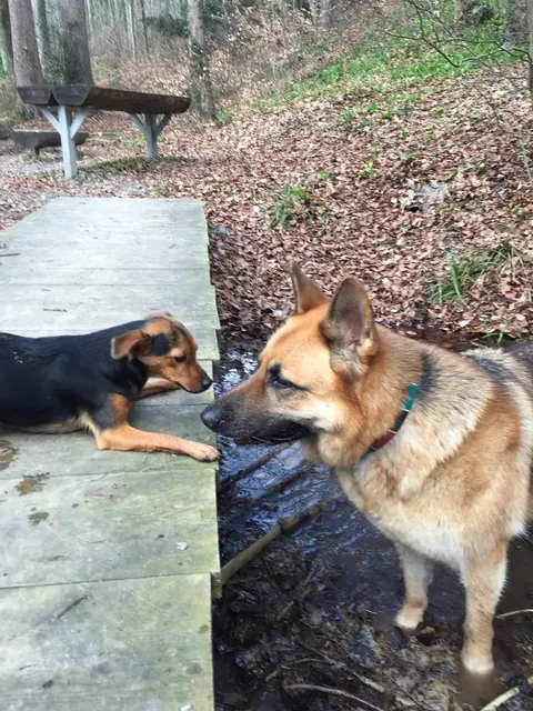 Zwei Hunde an einem Bach