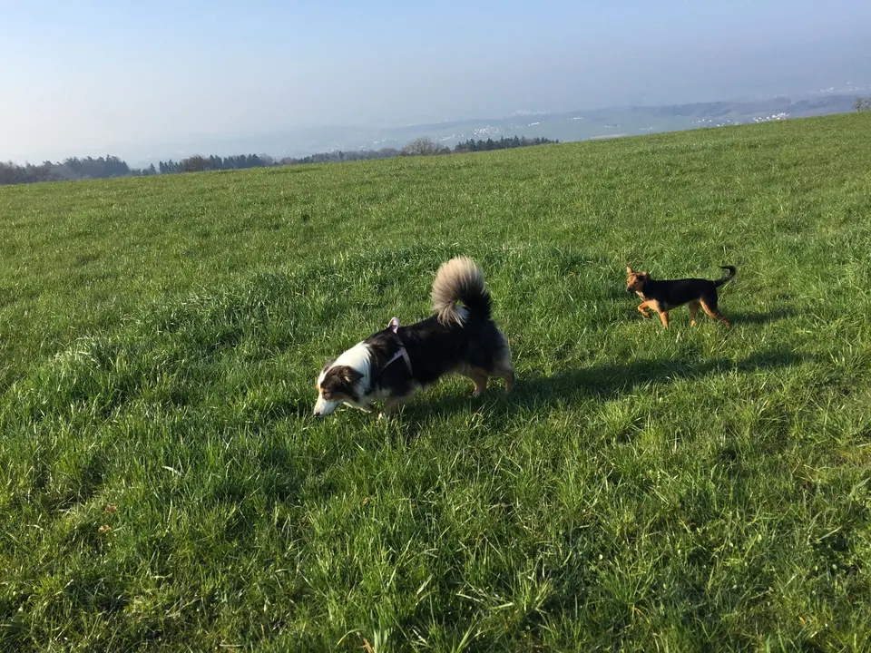 Zwei Hunde auf einer Wiese
