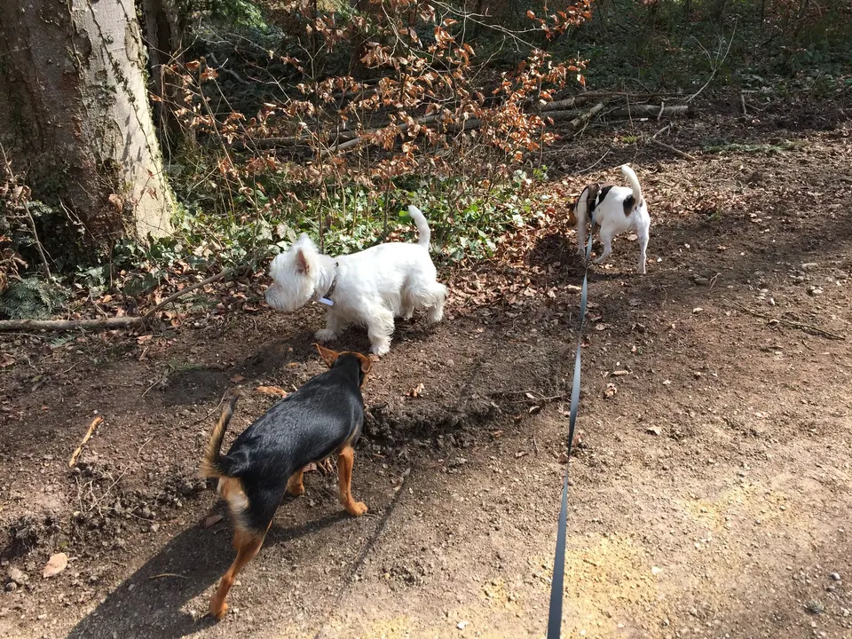 Kleine Hunde auf einem Waldweg