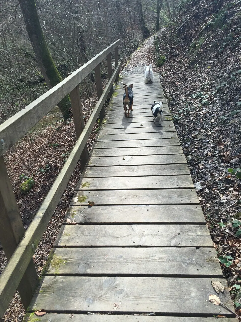Hunde auf einem Holzsteg im Wald