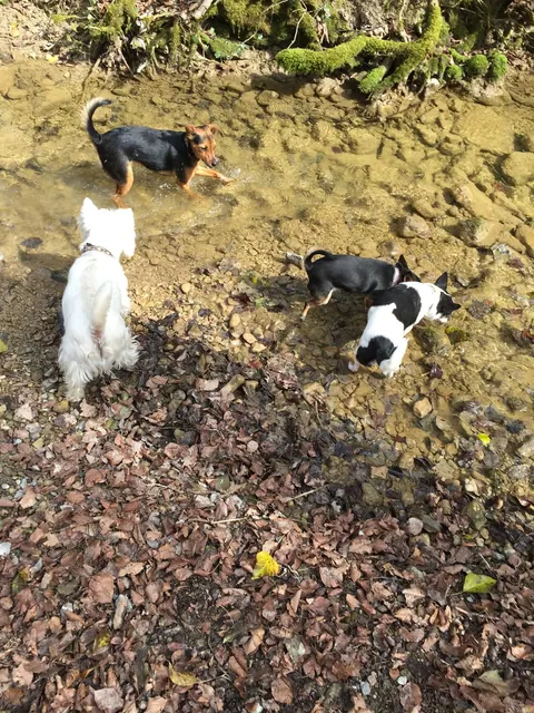 Kleine Hunde auf einem Waldweg im Herbst