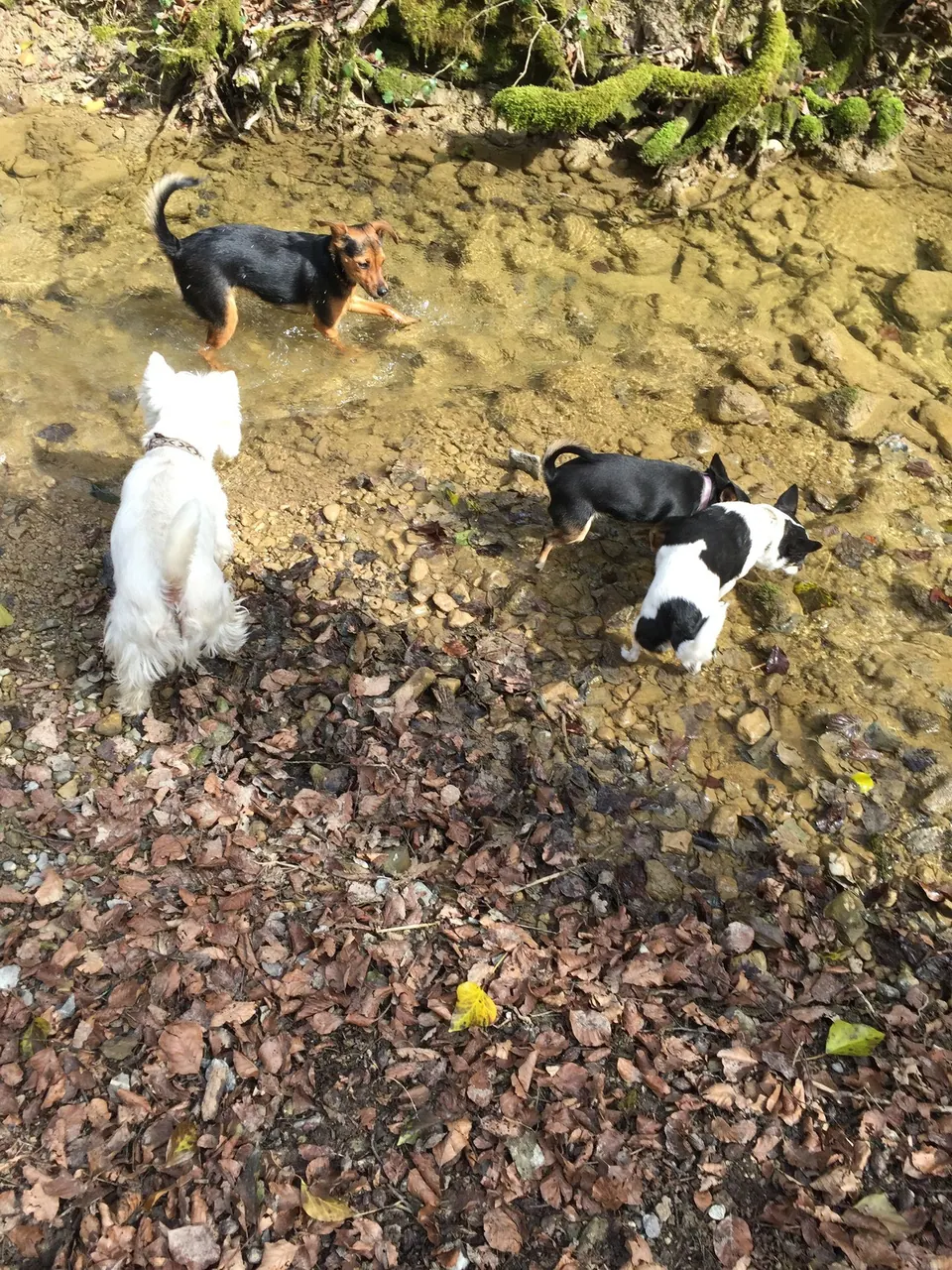 Kleine Hunde auf einem Waldweg im Herbst