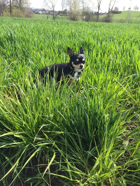 Chihuahua im hohen Gras