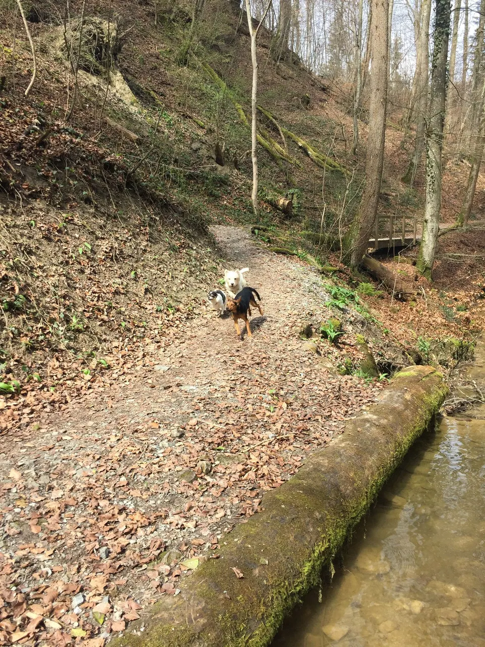 Kleiner Hund auf einem Waldpfad