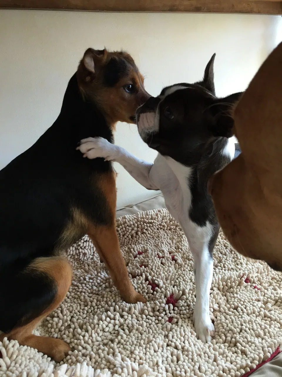 Zwei Hunde spielen miteinander