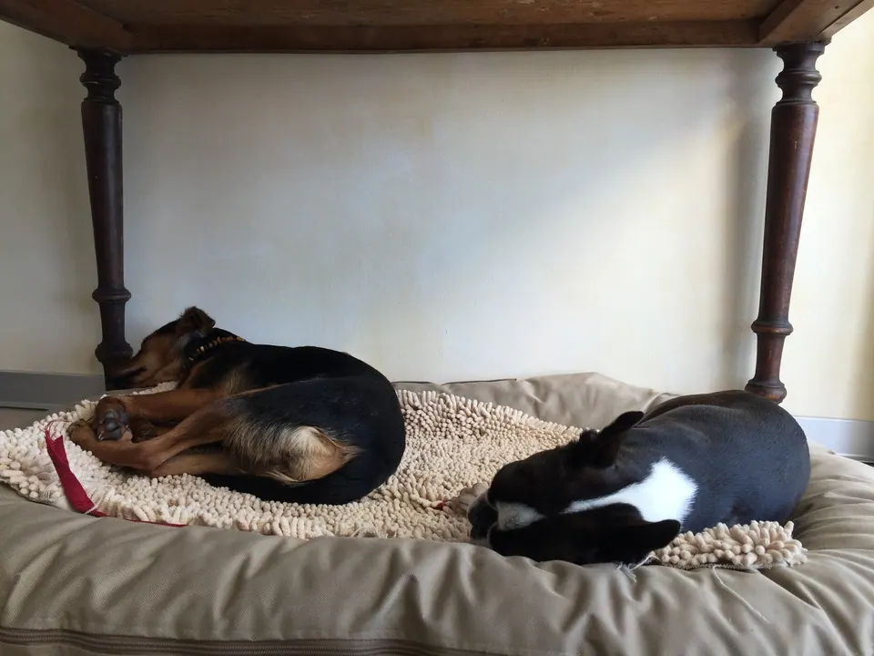 Zwei Hunde liegen unter einem Tisch