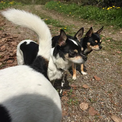 Kleine Hunde unterwegs auf dem Spaziergang