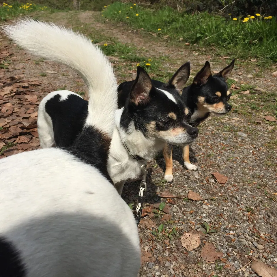 Kleine Hunde unterwegs auf dem Spaziergang