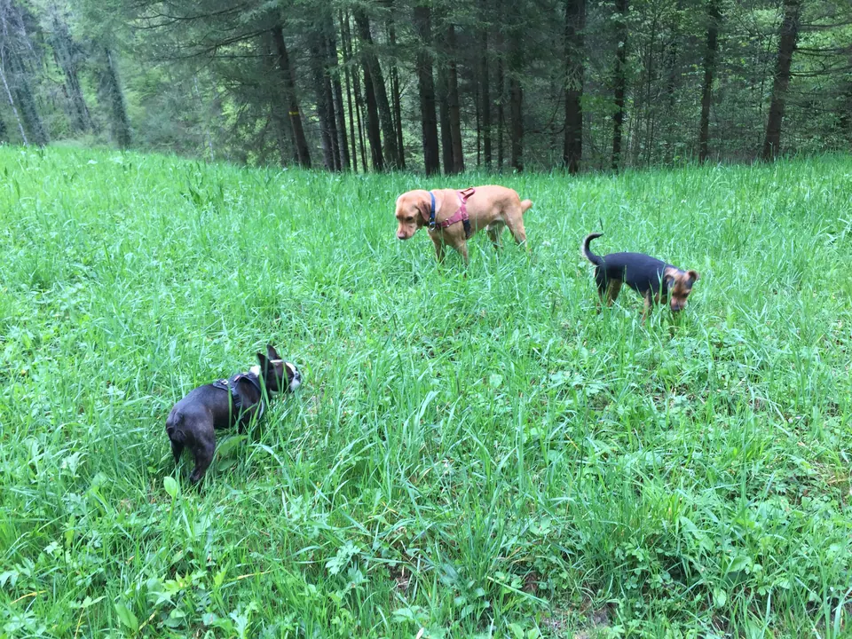 Hunde auf einer Waldwiese