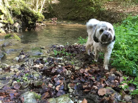 Hunde am Bach im Wald