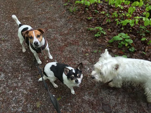 Drei kleine Hunde auf dem Waldweg
