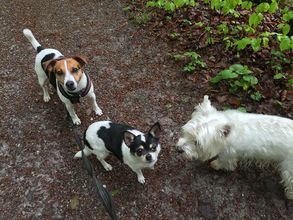 Drei kleine Hunde auf dem Waldweg