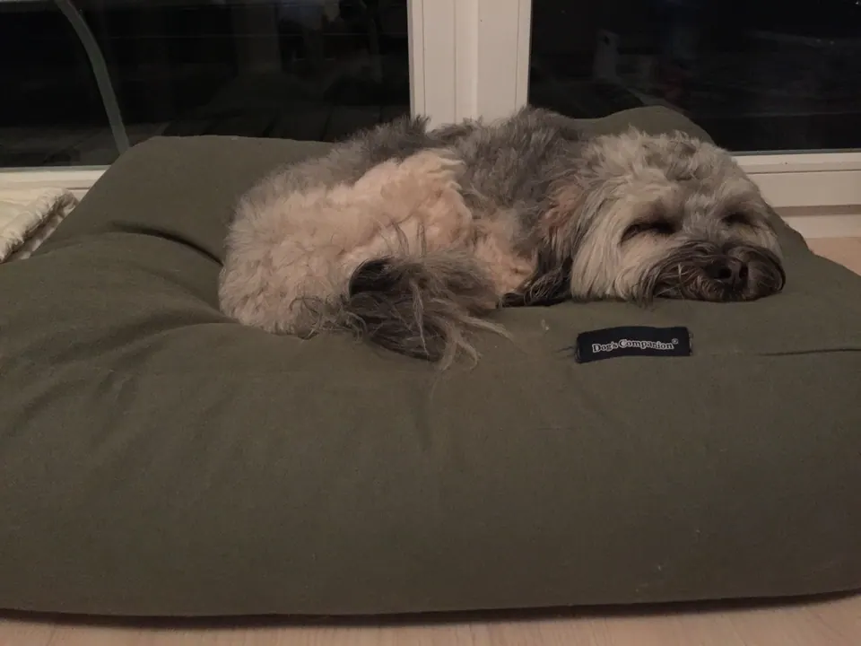 Hund schläft auf einem Hundekissen