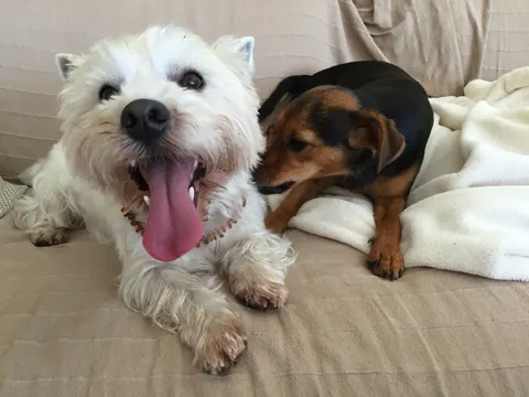 Westie und Mischling auf dem Sofa
