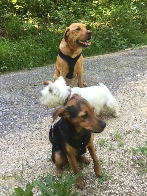 Drei Hunde an der Leine auf einem Kiesweg