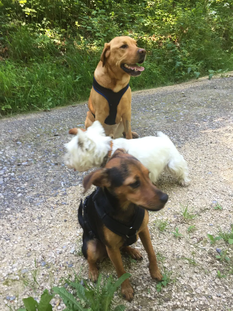 Drei Hunde an der Leine auf einem Kiesweg