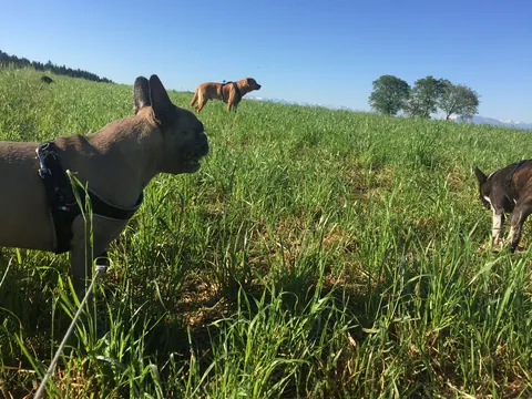 Französische Bulldogge auf einer Wiese