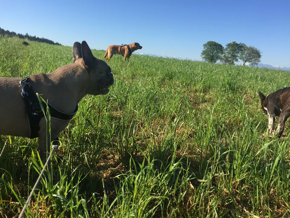 Französische Bulldogge auf einer Wiese