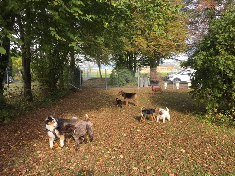 Hunde auf einem Waldweg im Herbst