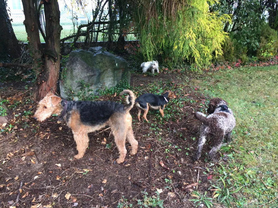 Hunde am Waldrand