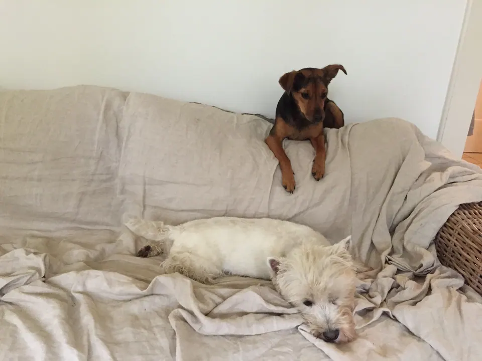 Hunde ruhen auf dem Sofa