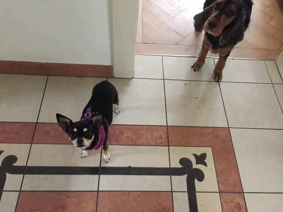 Zwei Hunde im Eingangsbereich