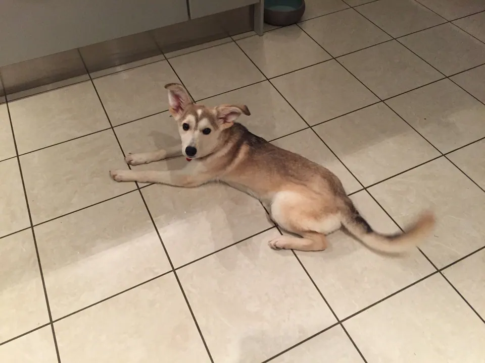 Hund liegt auf dem Fliesenboden