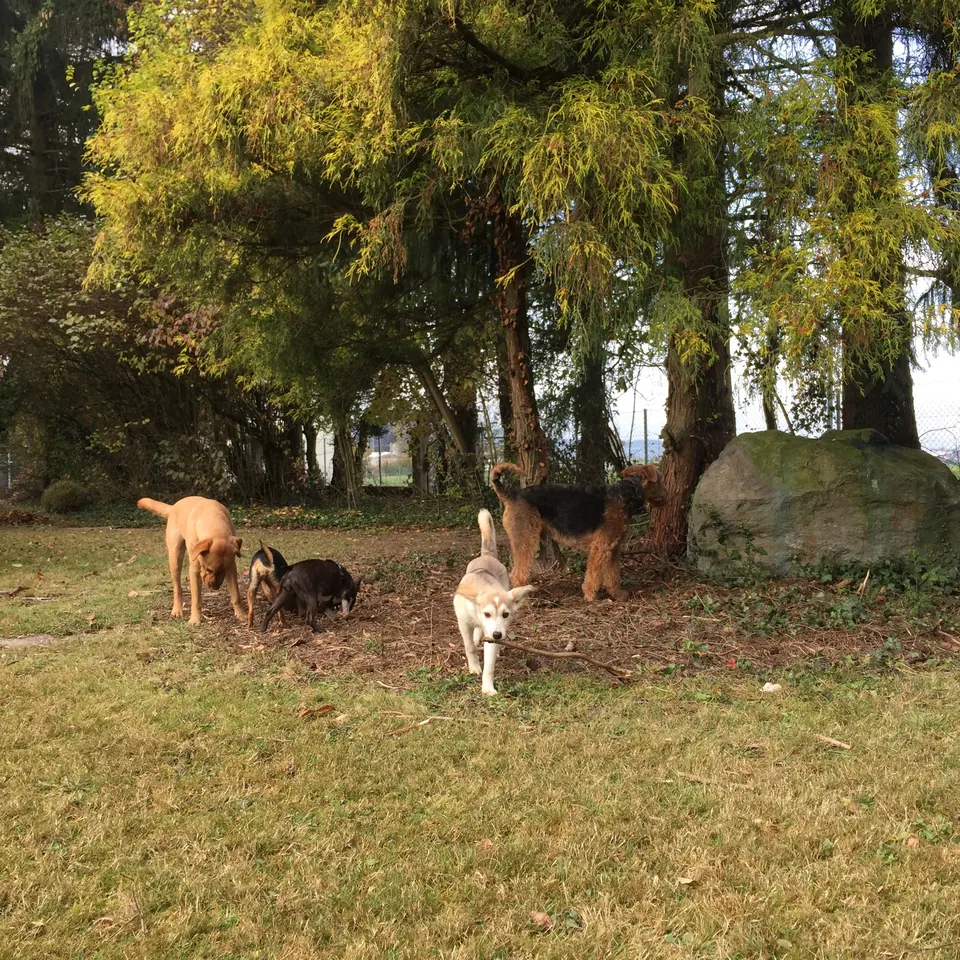 Hunde unter hohen Bäumen