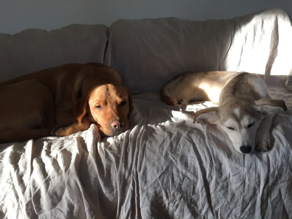 Hunde schlafen auf dem Sofa