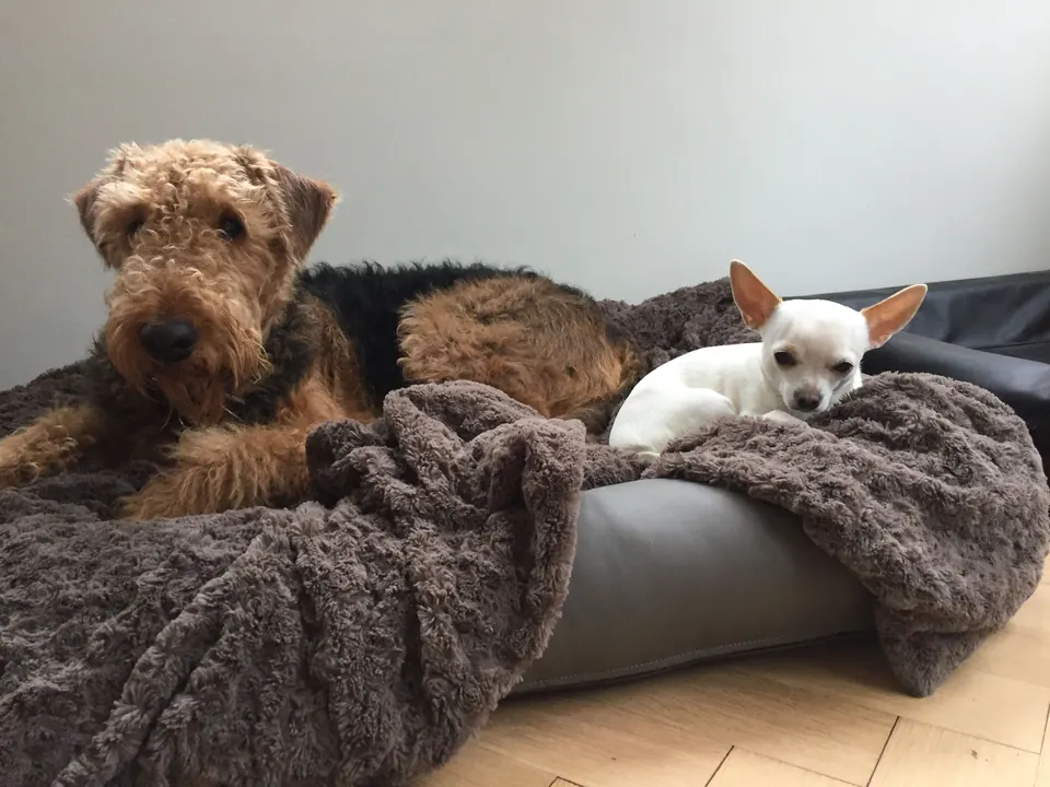 Airedale Terrier und Chihuahua auf einer Decke