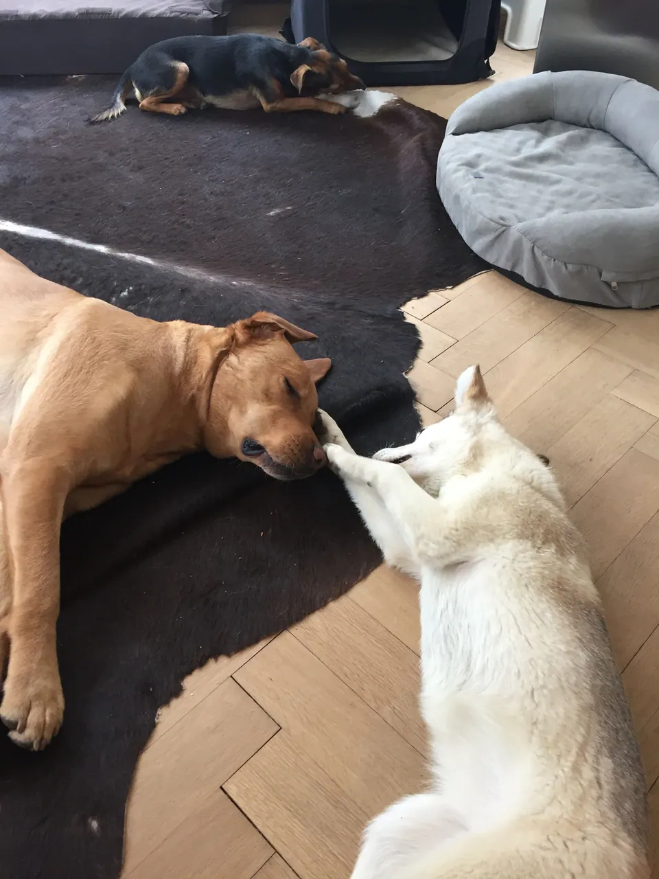 Zwei Hunde auf dem Parkett