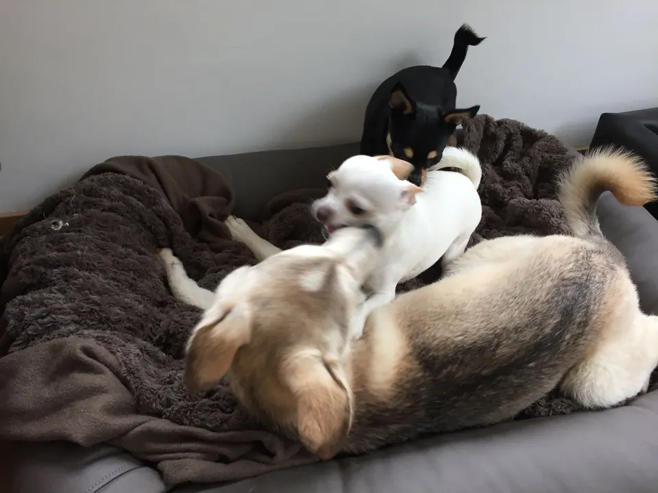 Hunde kuscheln auf dem Sofa